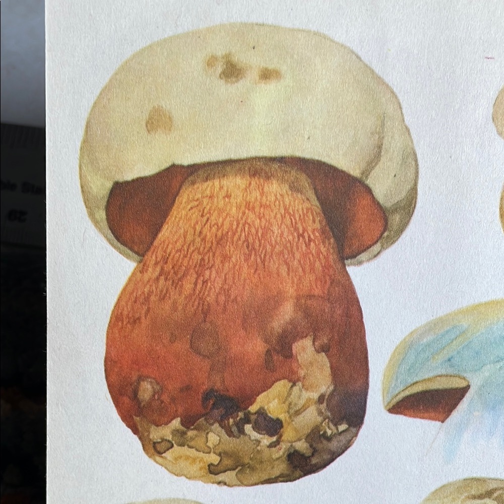 Vintage Mushroom Illustration Print - Picture 3 of 8